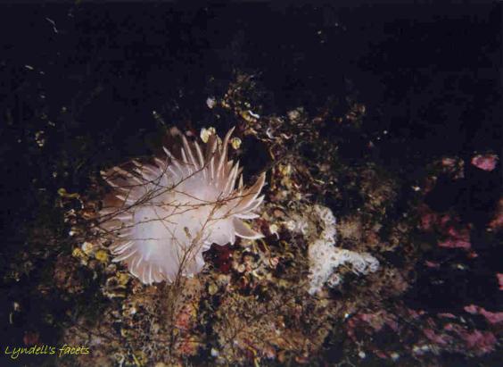 Nudibranch and newly laid eggs