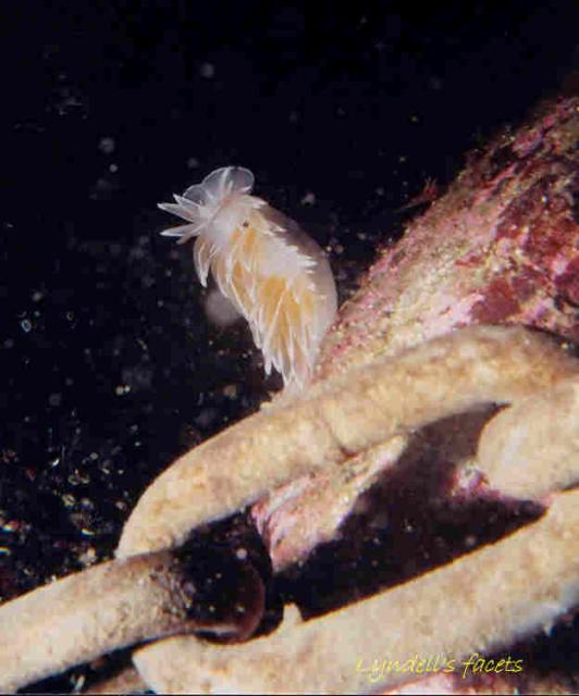 Nudibranch