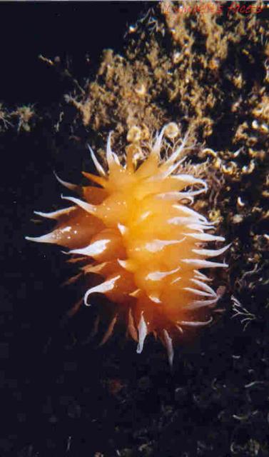 Nudibranch