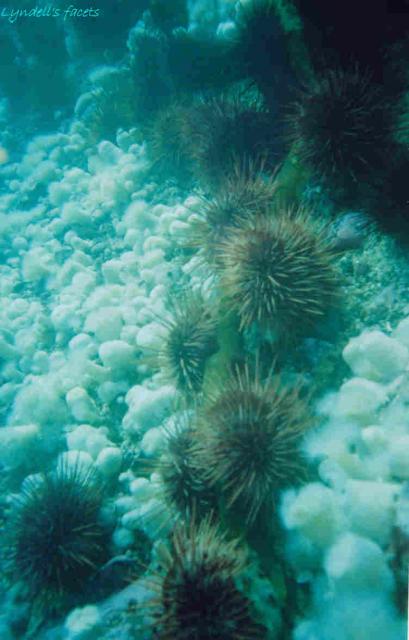 Urchin alley