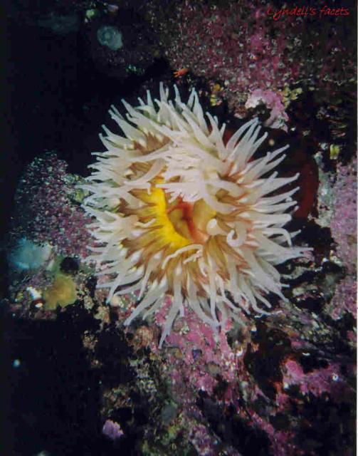Beaded anemone