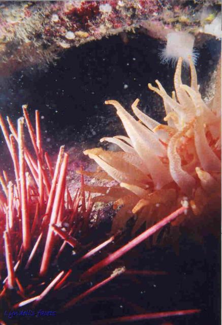 Urchin and anemone