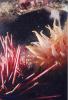 Urchin and anemone