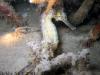 Tiger tail seahorse Hippocampus comes