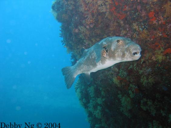Puffer fish against coral patch