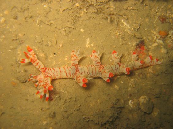 Bornella stellifer sp.