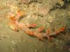 Bornella stellifer sp.