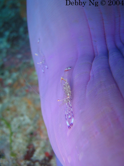 Anemone shrimp Anemone shrimp