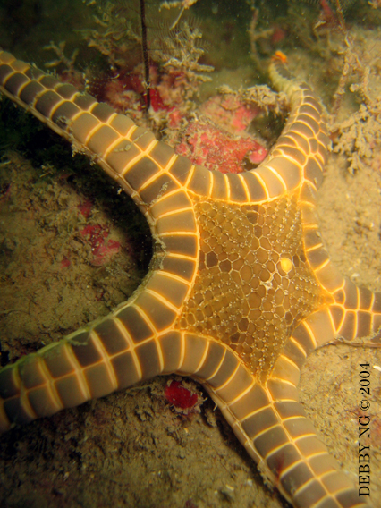 Icon Star Iconoclaster longimanus Icon Star Iconoclaster longimanus