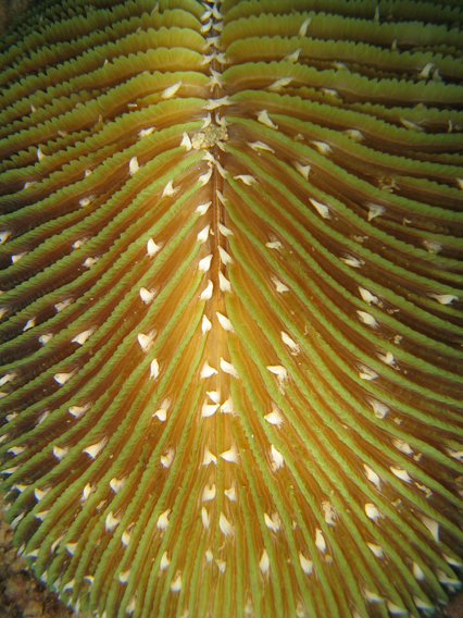 Coral detail Coral detail