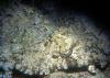 Crocodile Fish