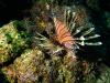 Red Lionfish