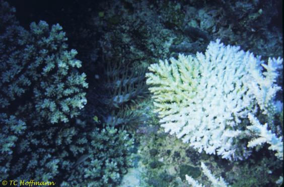 Bleached coral