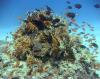Reefscape