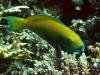 Female Sheephead parrotfish (Scarus gibbus)