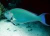 Longnose parrotfish (Hipposcarus harid) at a cleaning-station