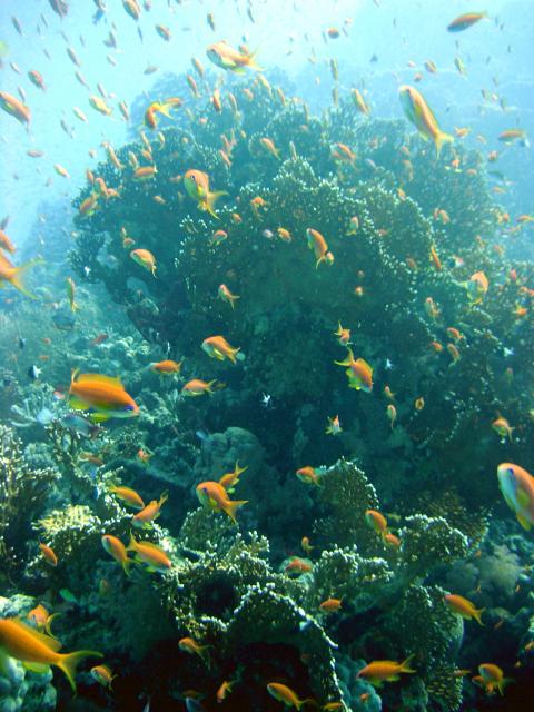 Scalefin anthias