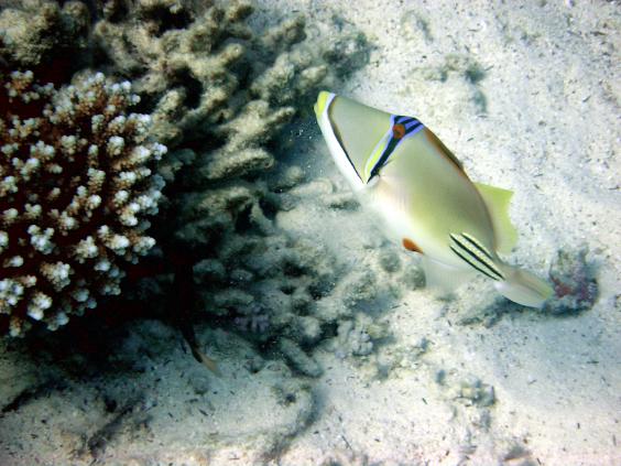 Arabian Picasso Triggerfish