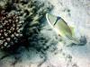Arabian Picasso Triggerfish
