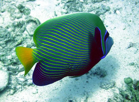 Emperor Angelfish
