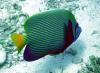Emperor Angelfish