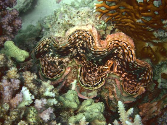 Giant Clam