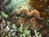 Giant Clam