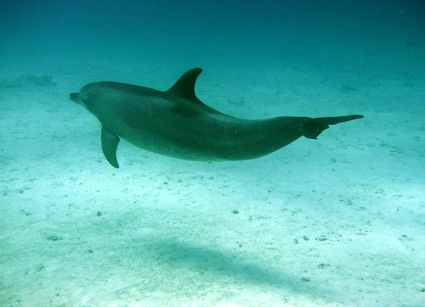 7599-Dolphin.jpg