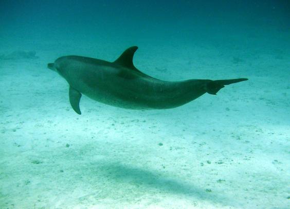 Bottlenose dolphin