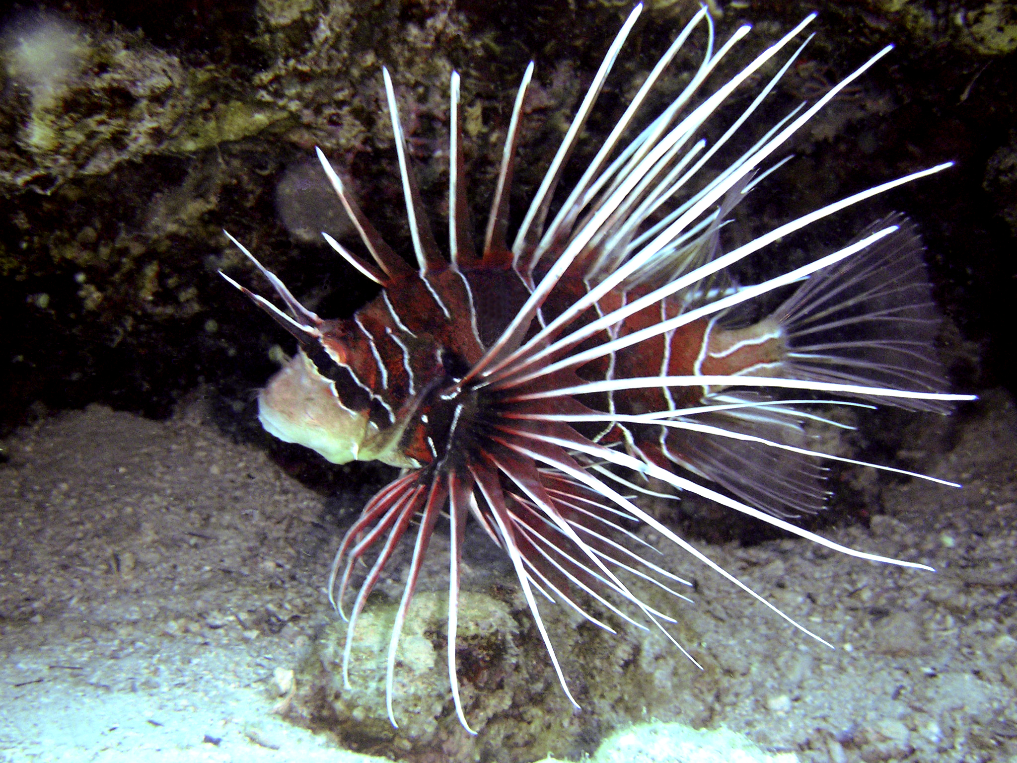 Photos Of Lionfish