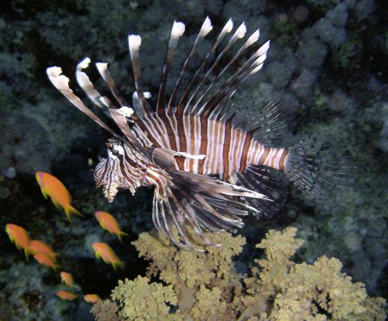 Common lionfish