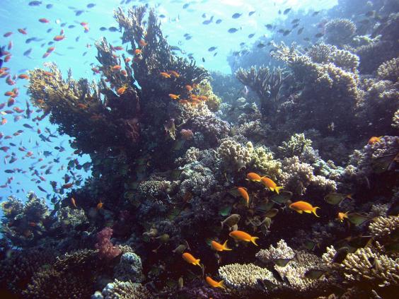 Reefscape