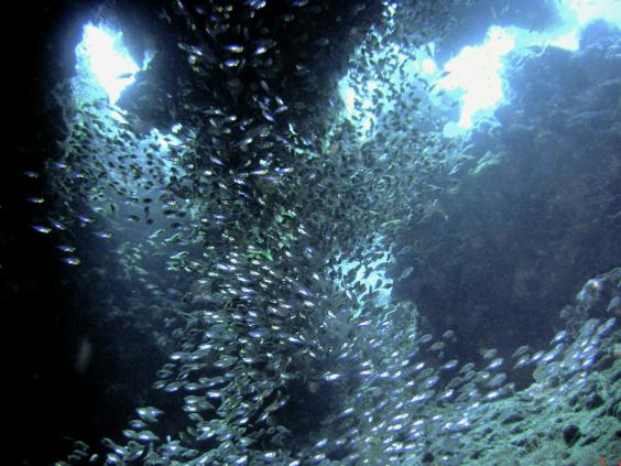 Glassfish
