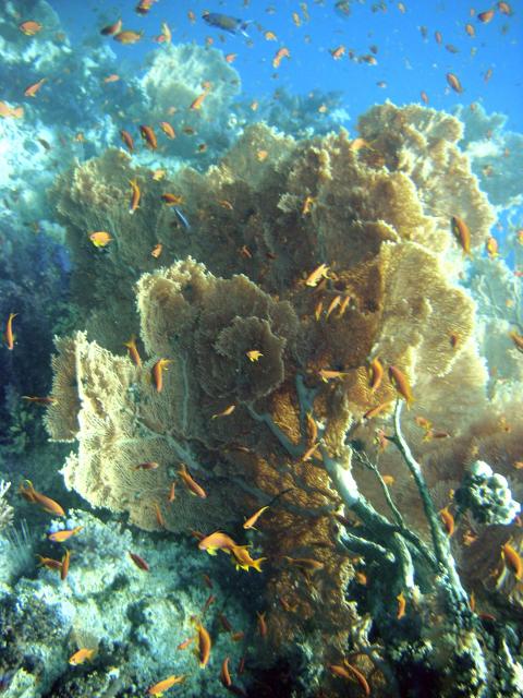 Giant seafan