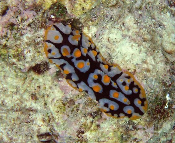 Phyllidia