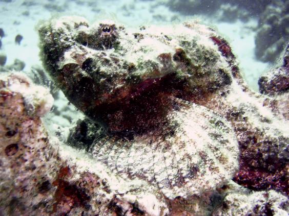 Devil scorpionfish