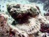 Devil scorpionfish