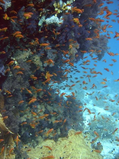 Soft coral