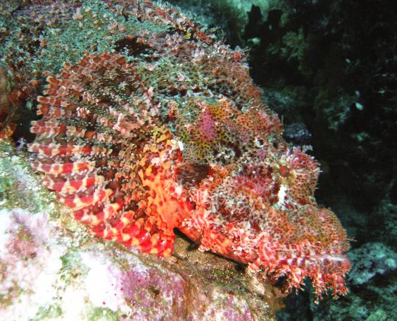 Flathead scorpionfish