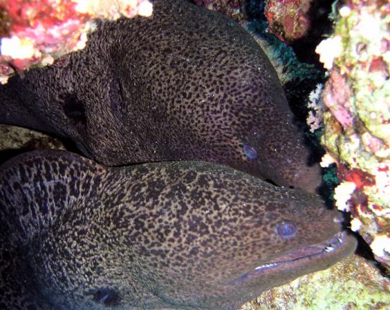Giant moray