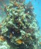 Reefscape