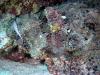 Flathead scorpionfish