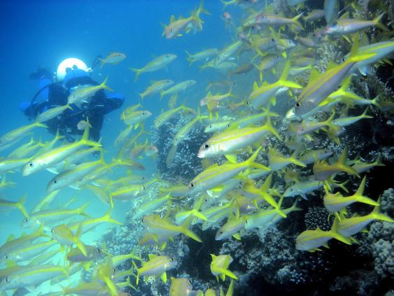 Yellowfin goatfish