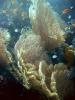 Giant seafan