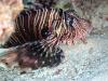 African lionfish