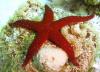 Pearl Sea star