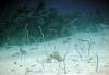 Red Sea Garden eel