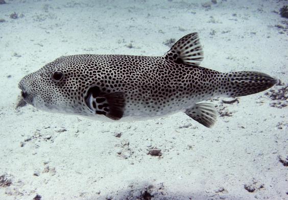 Giant Pufferfish