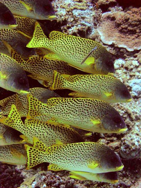 Blackspotted grunt