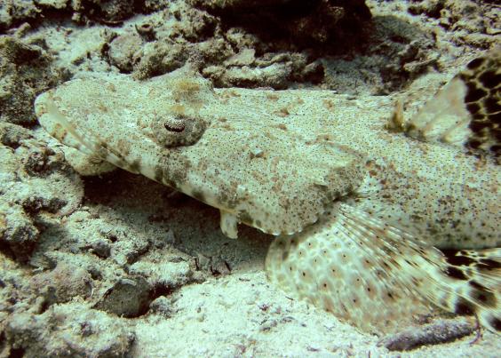 Crocodilefish
